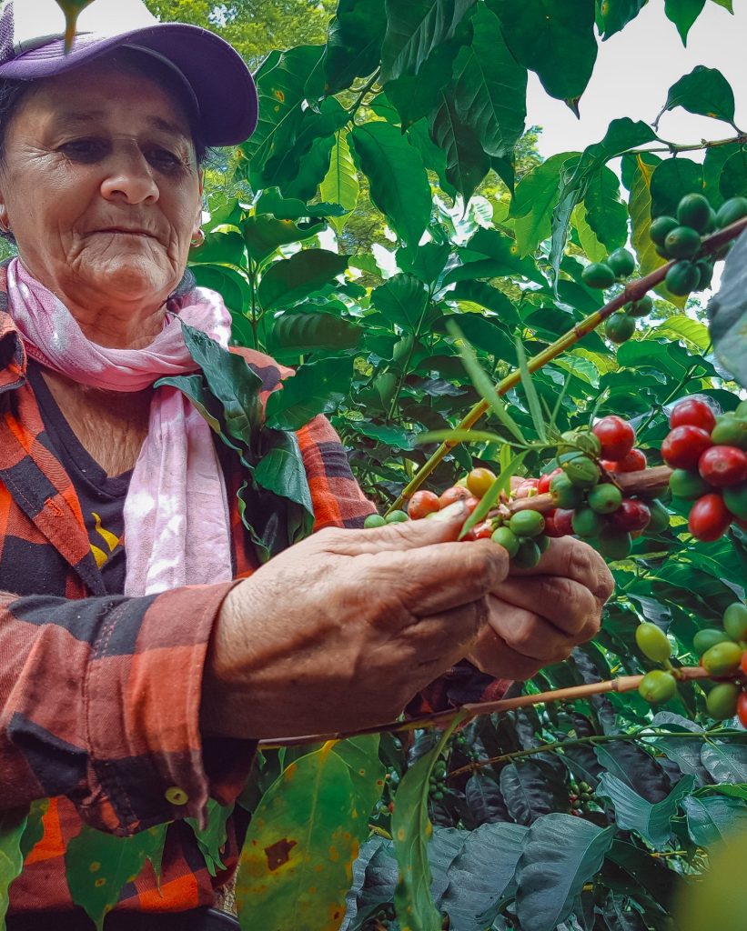 adult-woman-picking-coffee-from-plantations