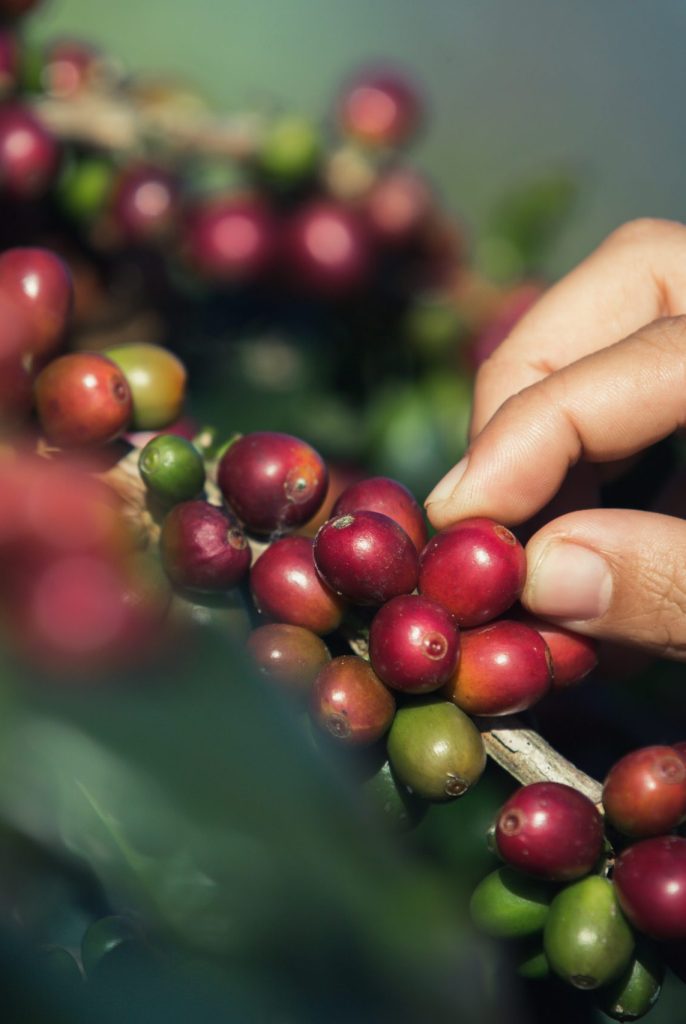 Hands that are picking coffee beans from the coffee tree